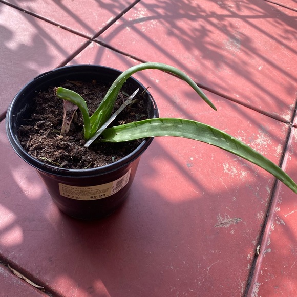 Aloe - Picture 3 of 5